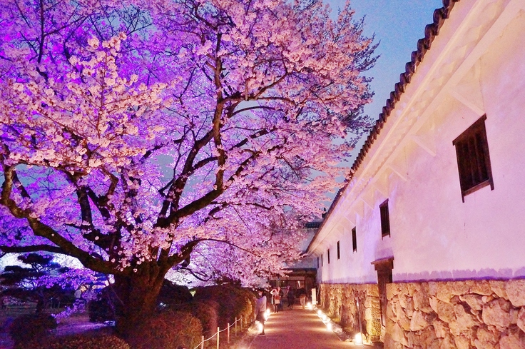 姫路城西の丸庭園の夜桜 たんぶーらんの戯言