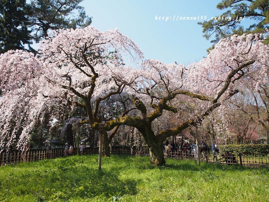 京都御苑の桜_a0331259_09595306.jpg