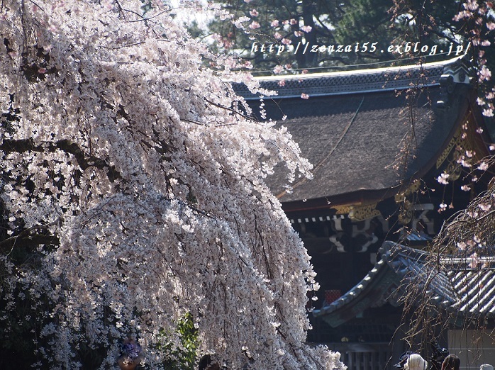 京都御苑の桜_a0331259_10000203.jpg