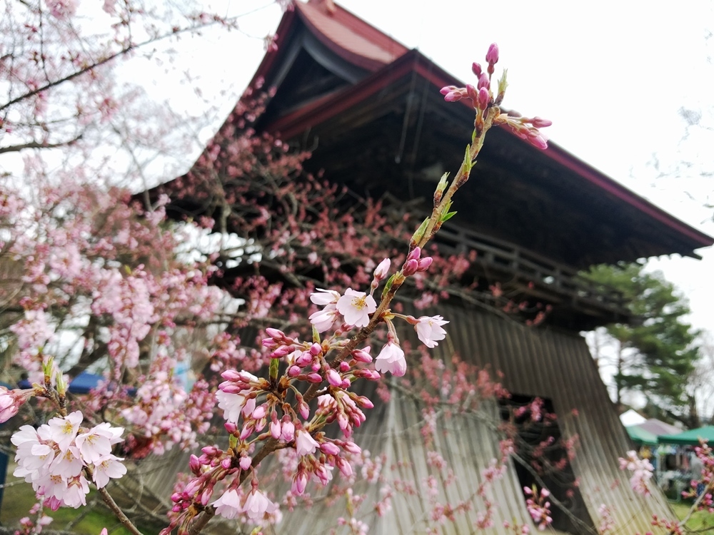 お薬師さんの手づくり市　陸奥国分寺_d0039059_21430992.jpg