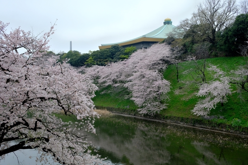 雨の千鳥ヶ淵　１_f0079061_18024877.jpg