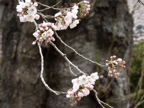 お花見まではもう少し_f0363961_15591745.jpeg