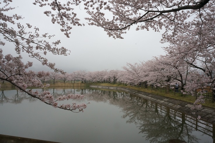 北条大池のさくら　開花情報　第五弾！_b0124462_16595655.jpg