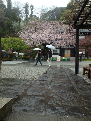 鎌倉のお花見を楽しみました。_b0112263_16162729.jpg