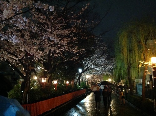 京都さくらたより 雨の夜桜_b0153663_15265663.jpeg