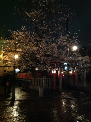 京都さくらたより 雨の夜桜_b0153663_15271332.jpeg