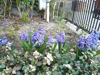 ヒヤシンスは地植えにすべし ちょっぴり おもしろおかし話 うれしかなし話 ヒヤシンスは地植えにすべし ちょっぴり おもしろおかし話 うれしかなし話