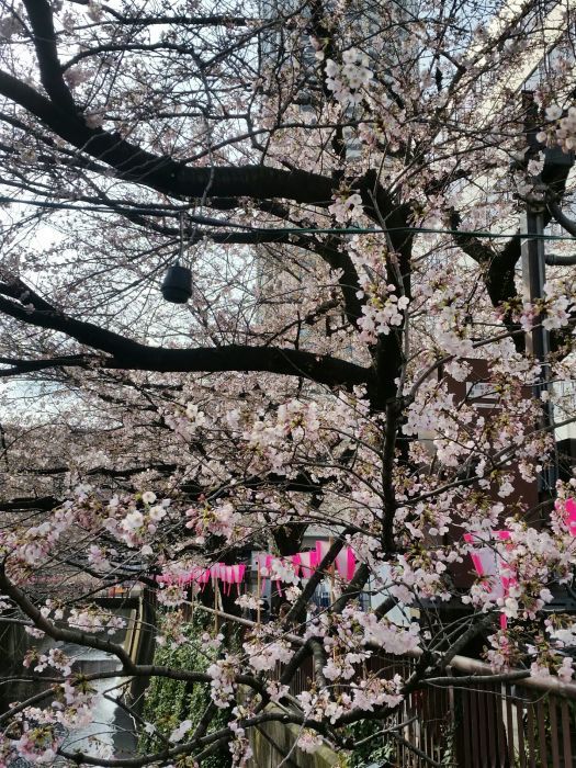 桜コレクション_a0272765_17425285.jpg