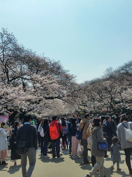 桜コレクション_a0272765_17431785.jpg