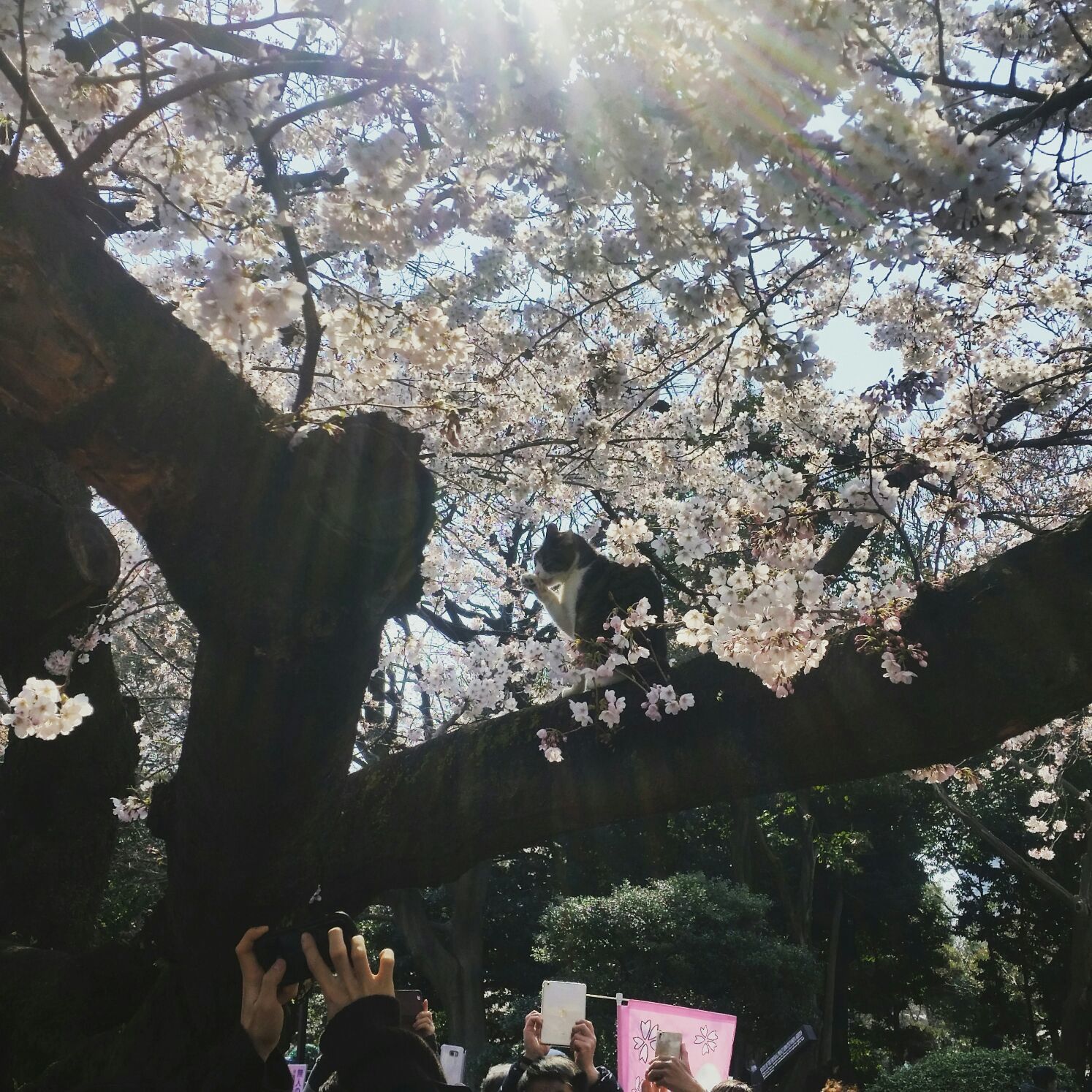 桜コレクション_a0272765_17433554.jpg