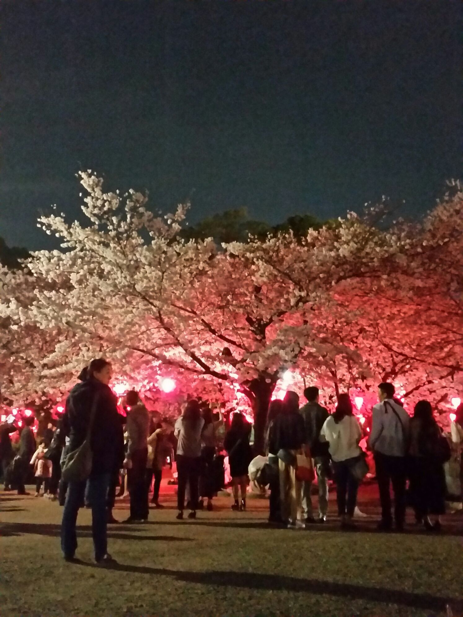 桜コレクション_a0272765_17435096.jpg