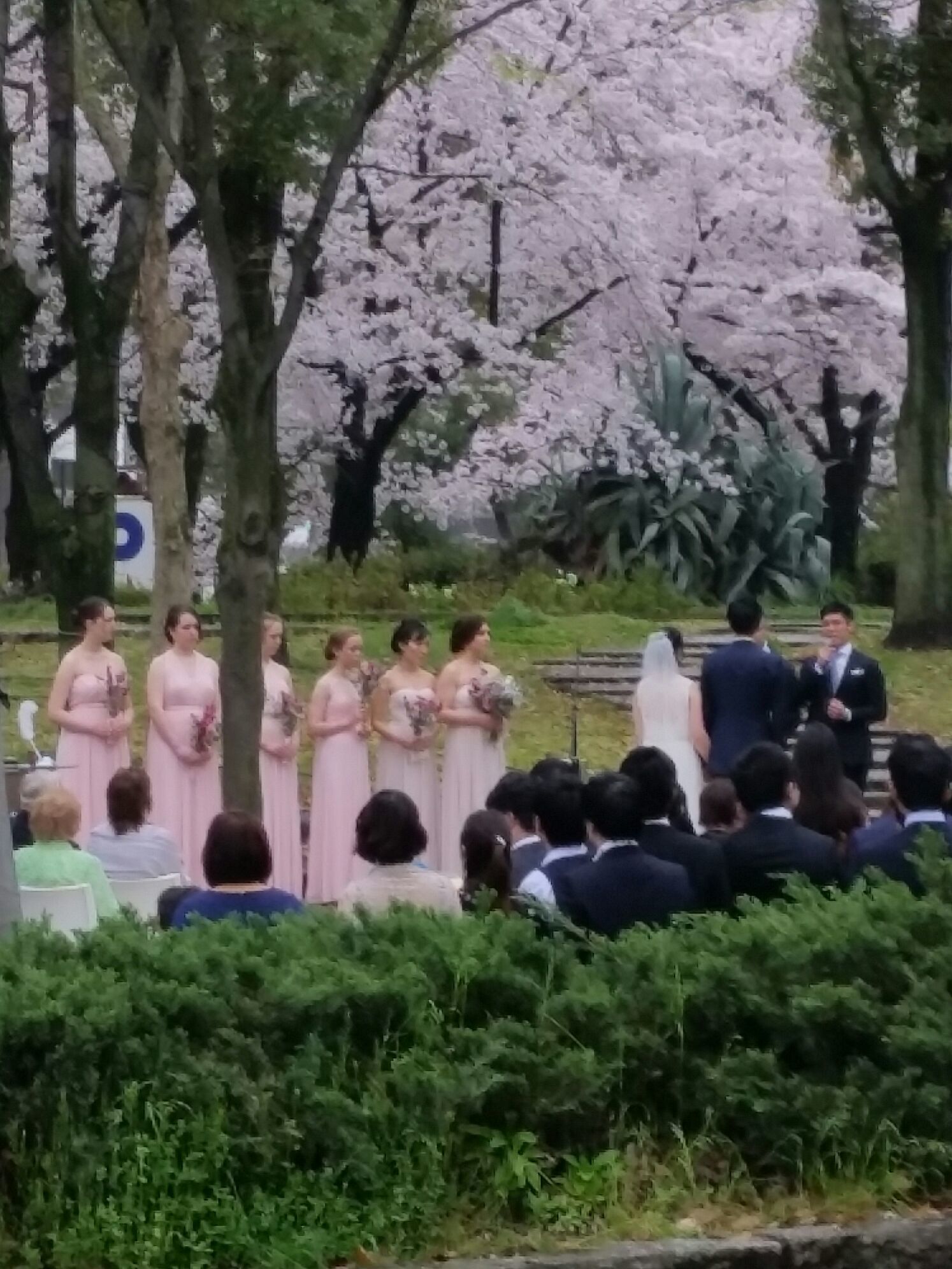 桜コレクション_a0272765_17440333.jpg