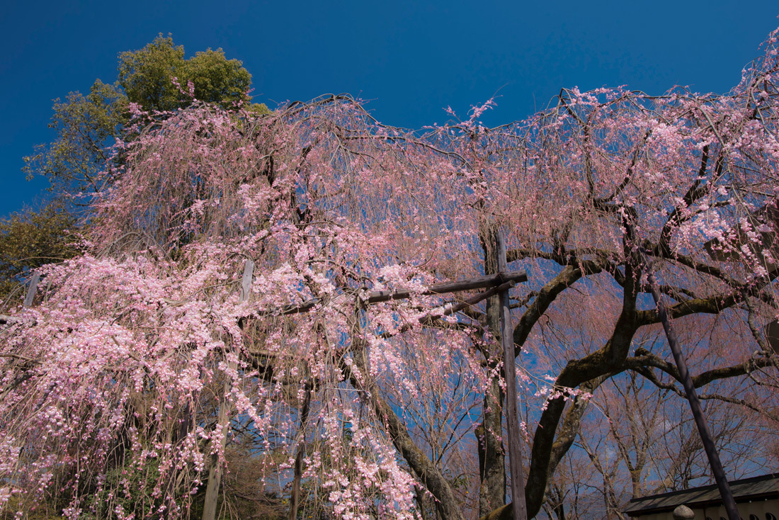 大石神社の桜_b0259669_23323369.jpg