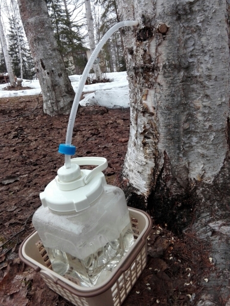 4月8日part 2 庭の白樺樹液採取始まりました ネットワークほおずき