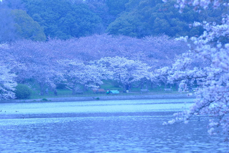 明石公園の桜2017_a0341170_17012625.jpg