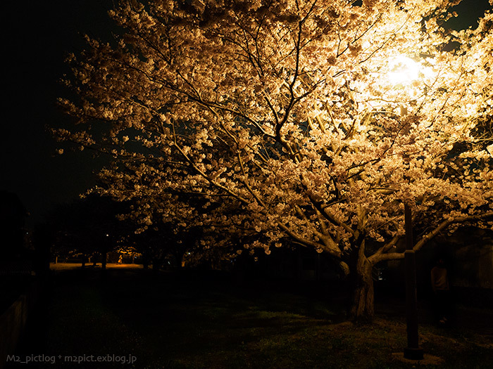 夜桜_e0097970_16055405.jpg