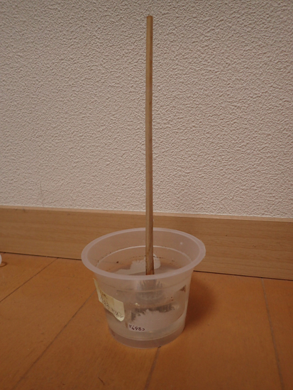 ヤゴ飼育のアイテム_e0167571_19233931.jpg