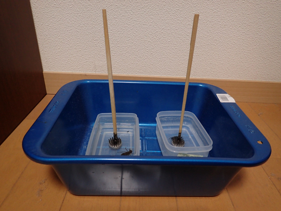 ヤゴ飼育のアイテム_e0167571_1924389.jpg