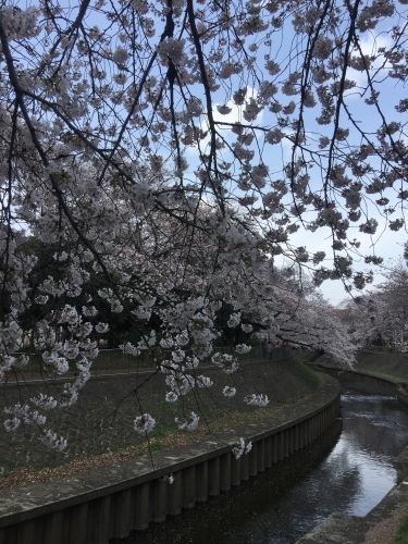 善福寺川の桜_c0340473_07374450.jpg