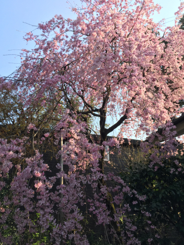 桜・桜春爛漫_e0326573_14460557.jpg