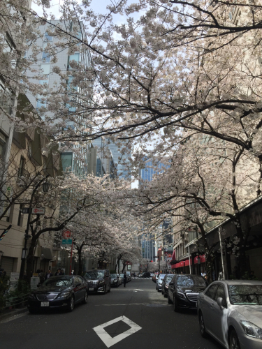 桜・桜春爛漫_e0326573_14460615.jpg