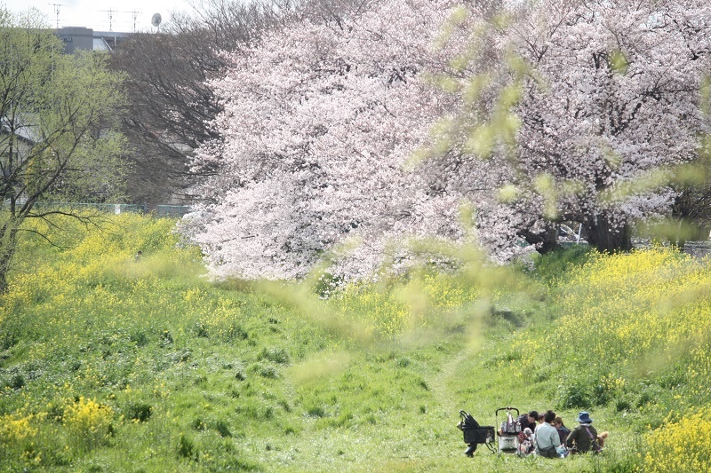 北越谷・元荒川の桜&#127800;_d0272876_09491095.jpg