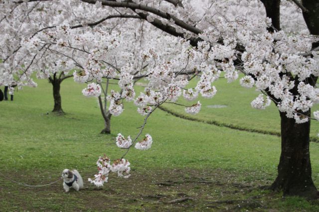 雨の合間の桜と歯の痛みその後_f0058277_23040894.jpg