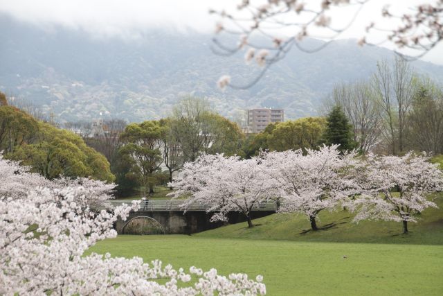 雨の合間の桜と歯の痛みその後_f0058277_23255847.jpg