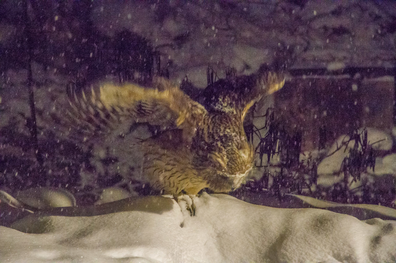 冬の北海道旅行　その34　(養老牛　シマフクロウ　4)_a0052080_20163740.jpg