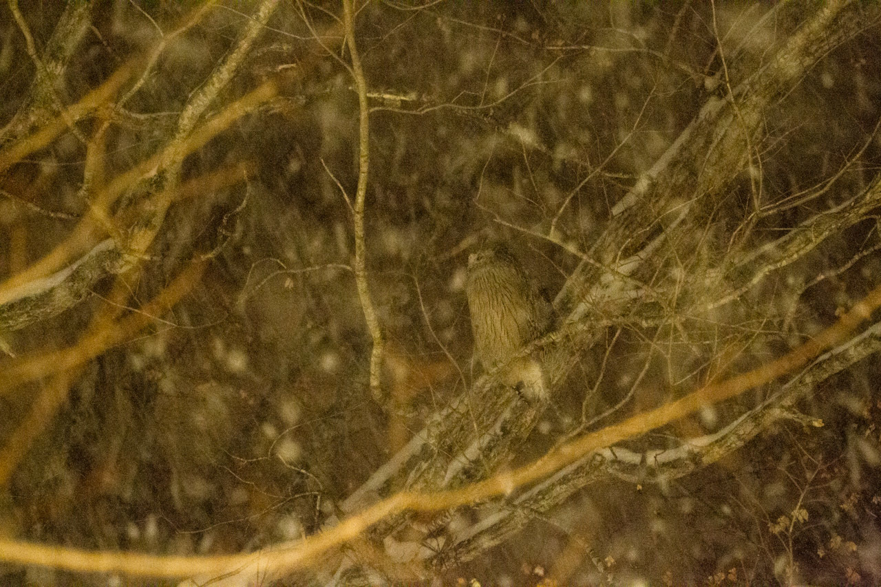 a0052080_21331000.jpg