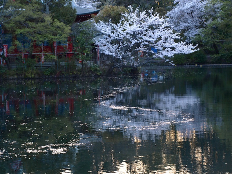 今年の井の頭公園は、桜がかつてないほど綺麗です^ ^　_e0122680_15475094.jpg
