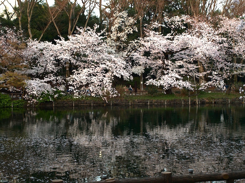 今年の井の頭公園は、桜がかつてないほど綺麗です^ ^　_e0122680_15525834.jpg