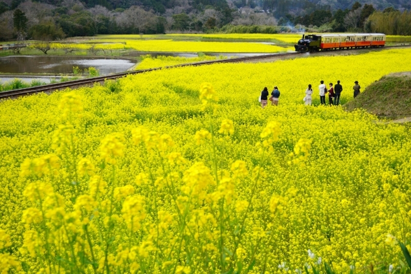 小湊鉄道、いすみ鉄道_d0341483_17244993.jpg