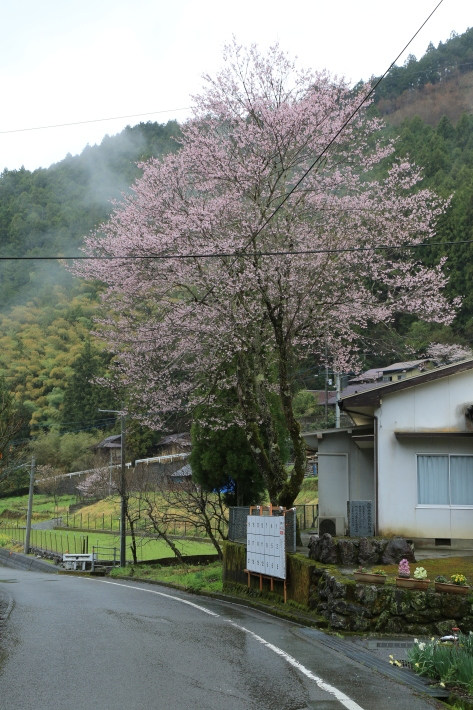 北地の世善桜開花です！_c0358784_20172905.jpg