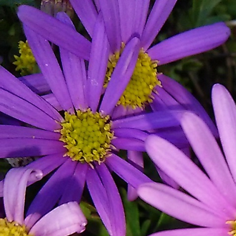 青い花の苗６種の内の ブラキカム が溢れる程に咲いてます 健気に育つ植物たち