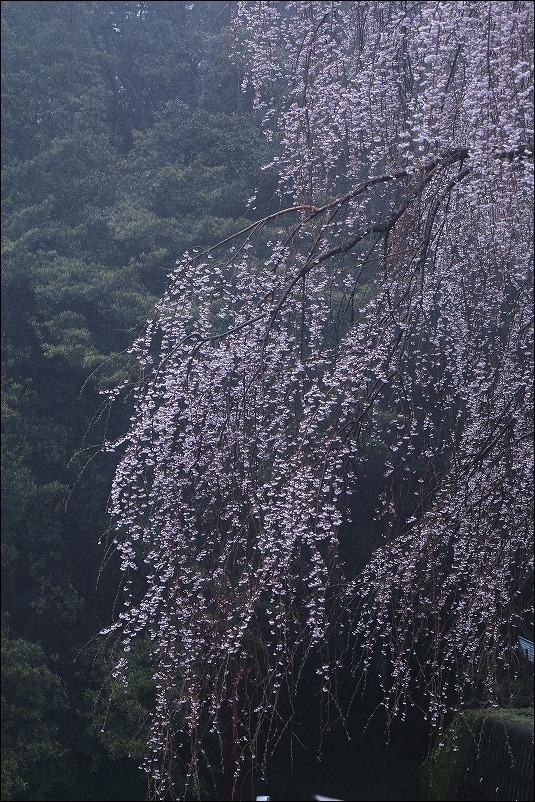 雨に煙る_d0130286_23582081.jpg