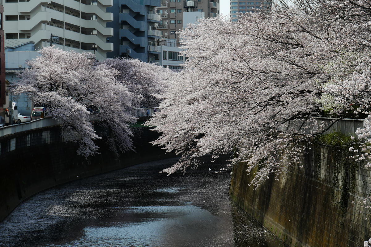 桜17 江戸川公園 悠々緩緩 月見で一杯