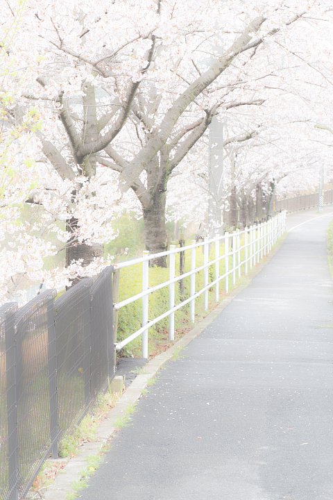 しっとりとした春爛漫_d0353489_15171646.jpg