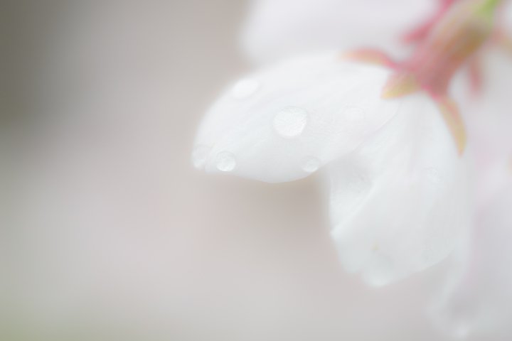 しっとりとした春爛漫_d0353489_1533497.jpg