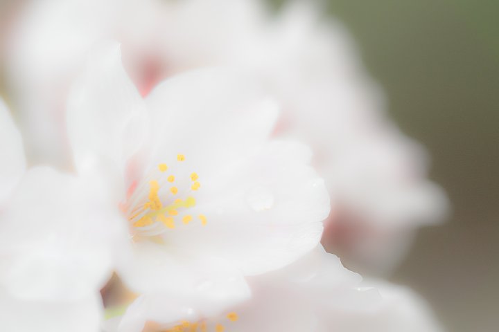 しっとりとした春爛漫_d0353489_155579.jpg