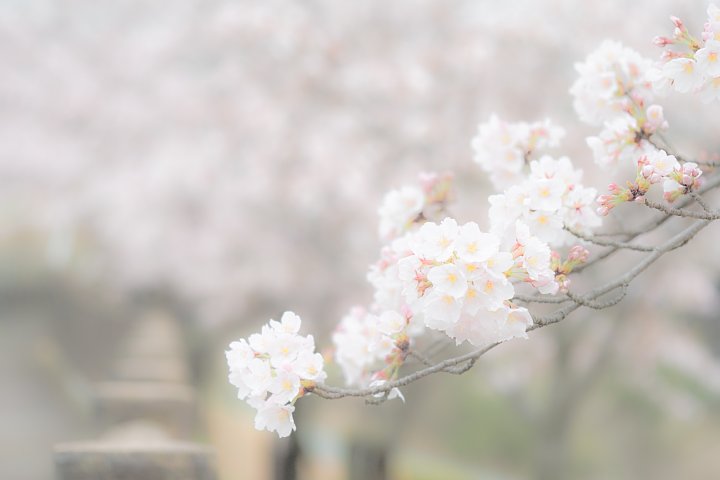 しっとりとした春爛漫_d0353489_1561697.jpg
