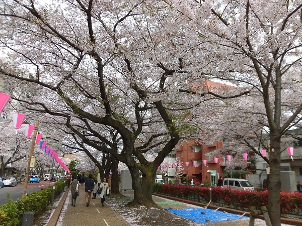 播磨坂の桜＆ミュシャ展_e0023790_16524682.jpg