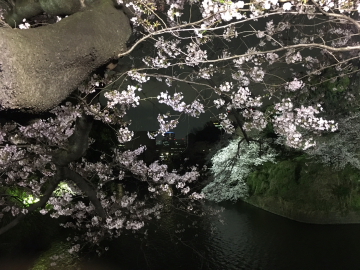 千鳥ヶ淵、夜桜編_c0339296_23164795.jpg