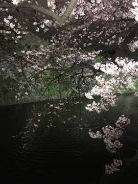 千鳥ヶ淵、夜桜編_c0339296_23192189.jpg