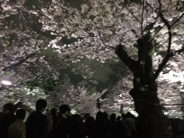 千鳥ヶ淵、夜桜編_c0339296_2327441.jpg