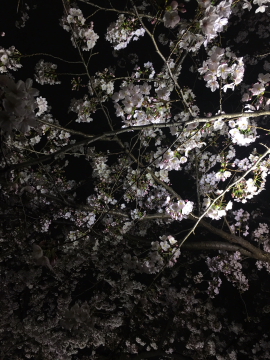 千鳥ヶ淵、夜桜編_c0339296_23352258.jpg