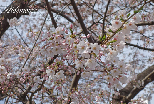 桜咲く　2_d0252896_15295208.jpg