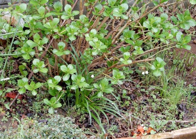 庭で咲く花・・・（３）_e0025300_1649548.jpg