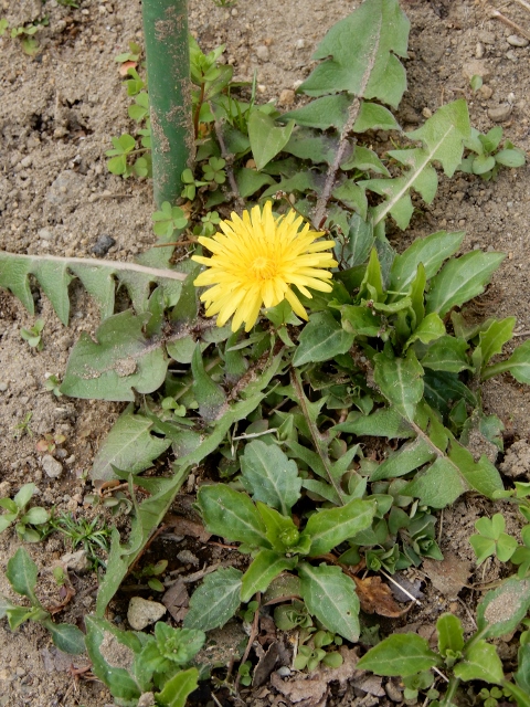 e0025300_16565940.jpg