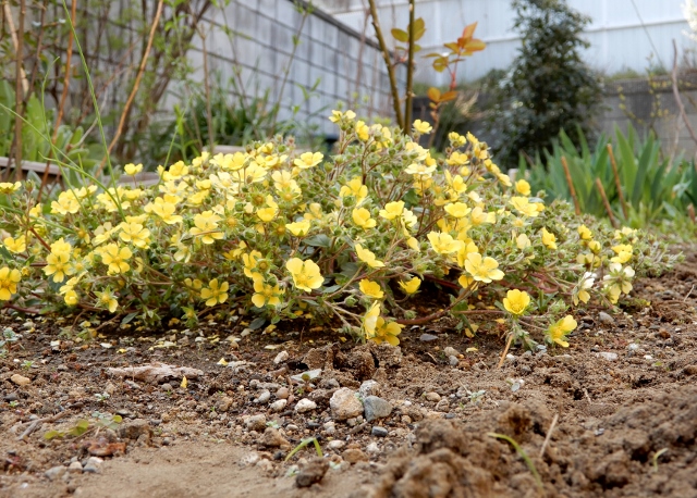 庭で咲く花・・・（３）_e0025300_17183112.jpg